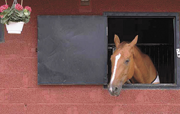 horse